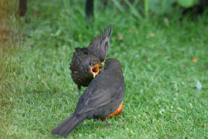 blackbirds_inchadrisla_17june2007_img_9645.jpg