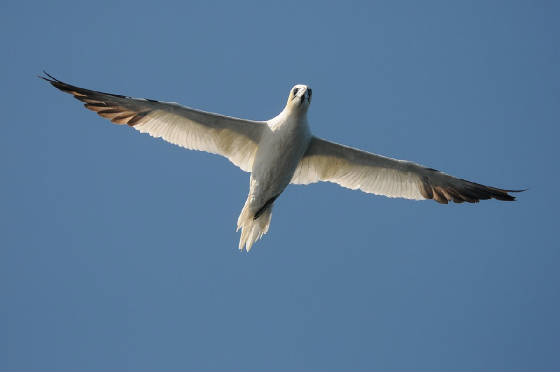 gannet_westwat_17082011_5.jpg