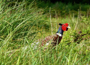 pheasant_male_kilmurrin_may2011.jpg