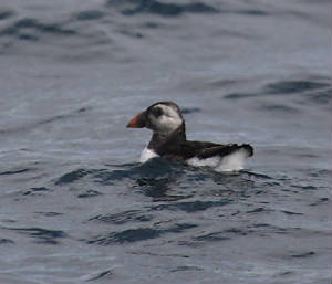 puffin_offminehd_02082011_img_1182_small.jpg