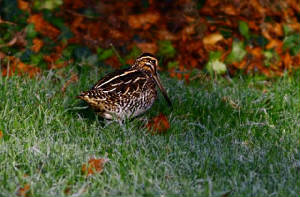 snipe_courthouse_08012010.jpg