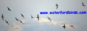 waterfordbirds_manx.jpg