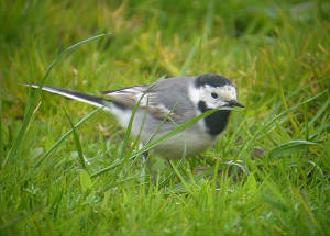 whitewagtail_1styr_query_helvick_19apr2008_p1130723.jpg