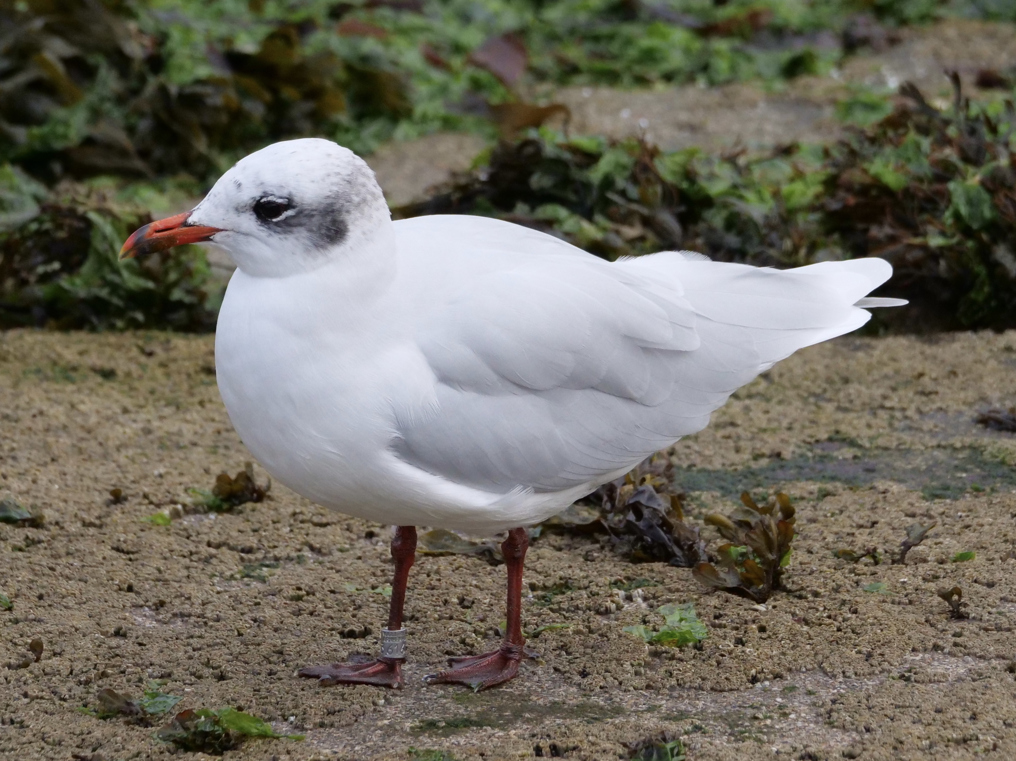 medgu_ringed_ardmore_23092024_pmw.jpeg