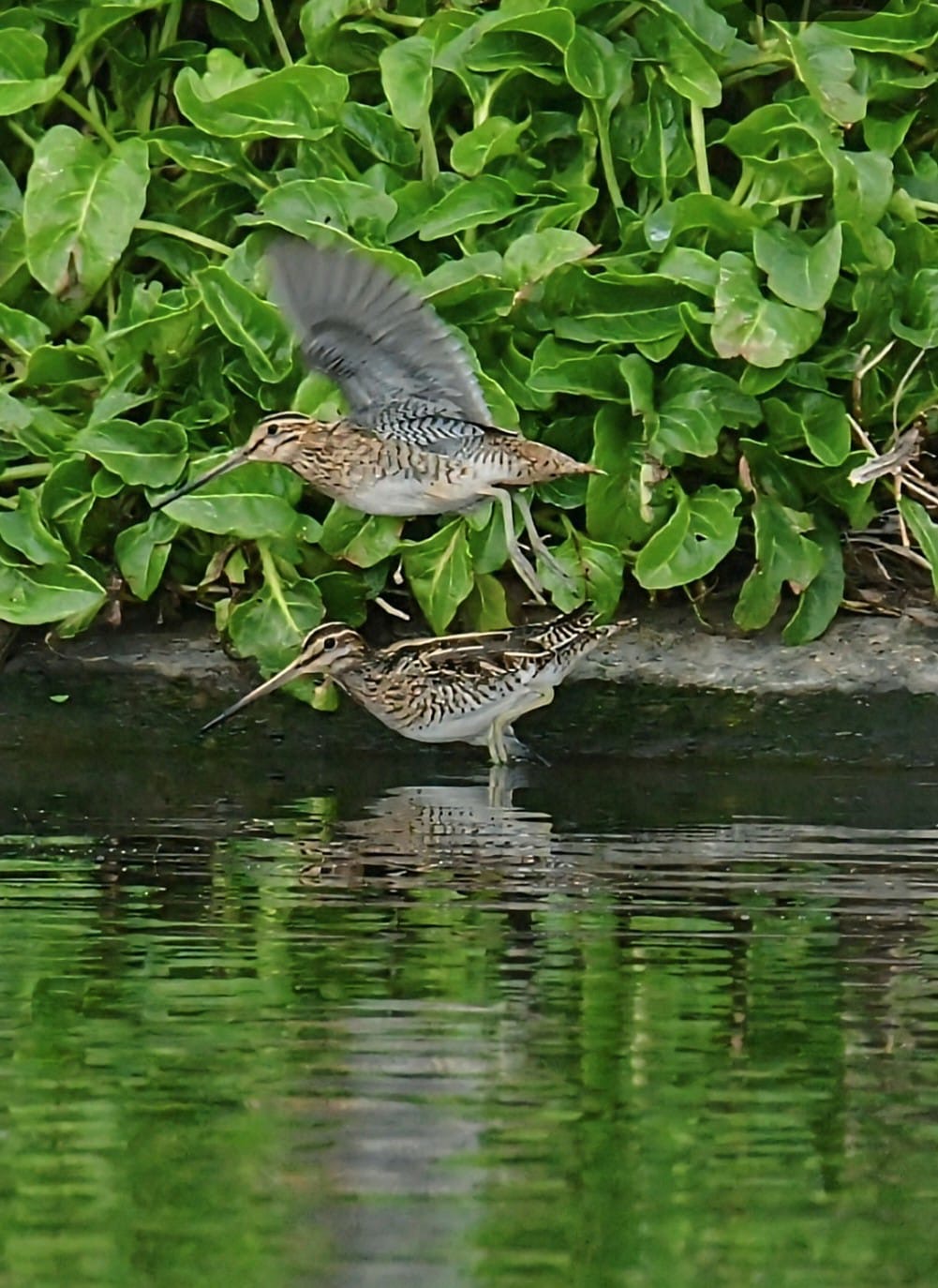 snipe_tramoreboatlake_08022025_amcn.jpeg