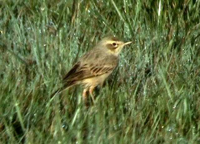 tawnypipit2_brownstown_27042008.jpg