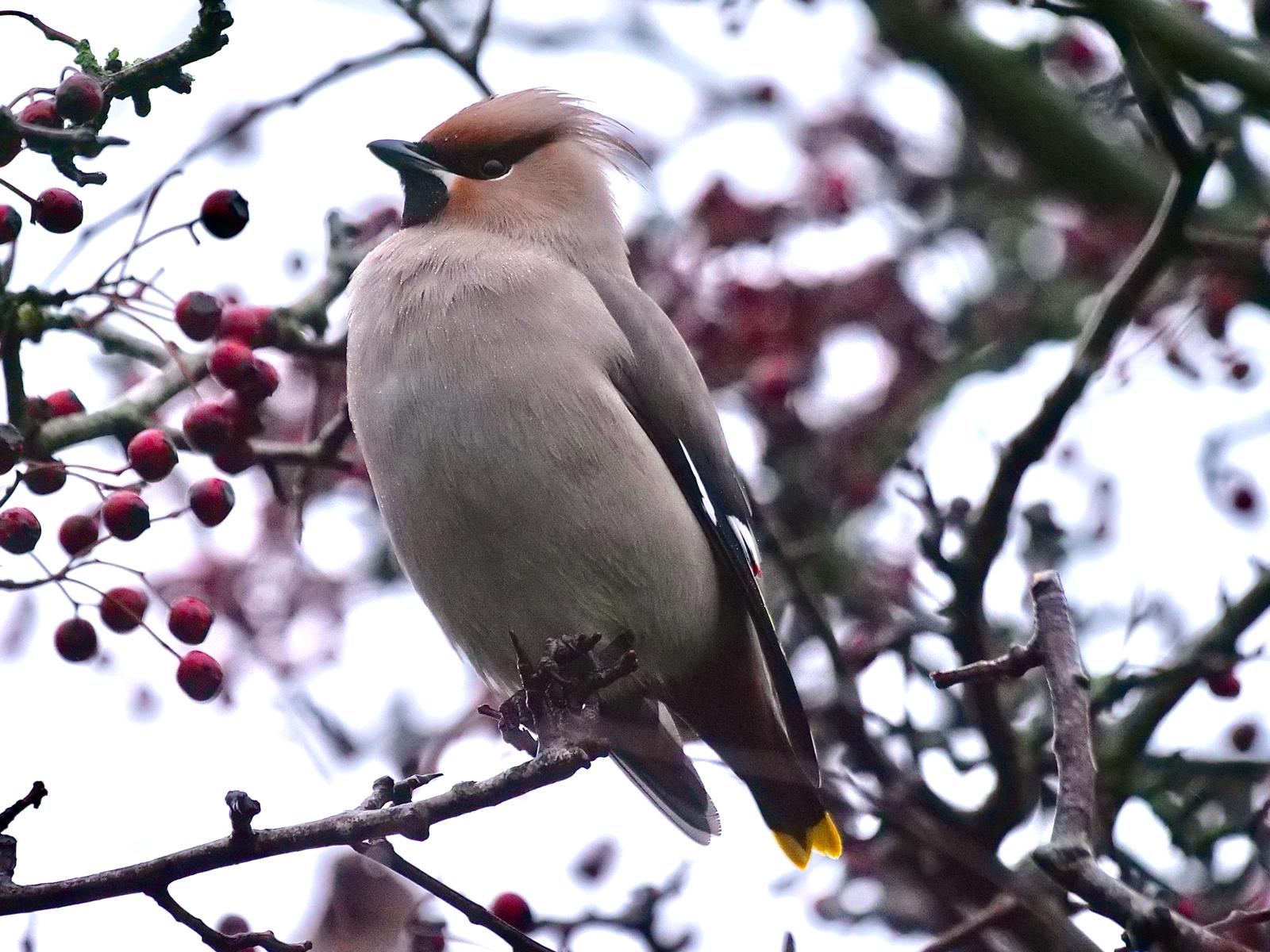 waxwing1a_drumhills_13022024_pmw.jpeg