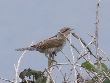 wryneck_brhd_23092024_brhd.jpeg